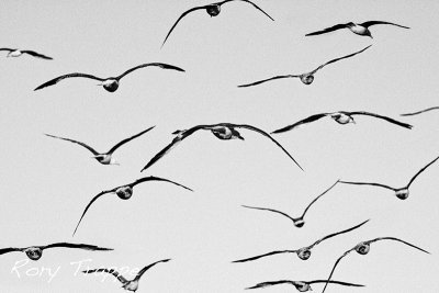flock of gulls.jpg