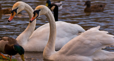 swans