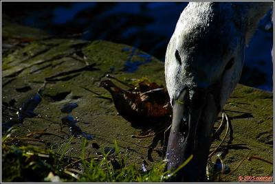 _DSC13533115 i can see you.jpg