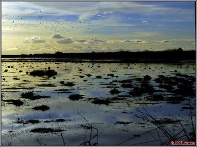 _DSC14683198 Marsh.jpg