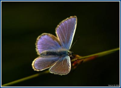 DSC_8120.jpg butterfly.jpg  extreme color.jpg