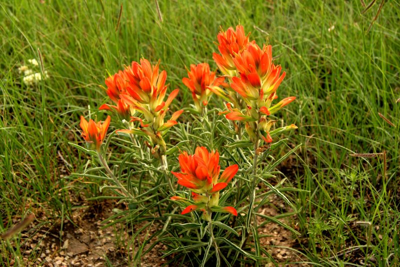 Colorado Paint Brush