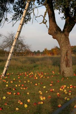Fall Apples on the Ground!