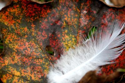 Feather and Leaf