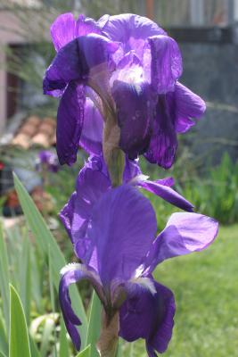 villa_gardens