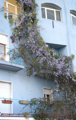 beachfrontbuildingwisteria.