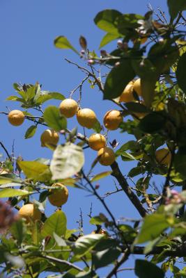 Lit Lemons Siracusa.jpg