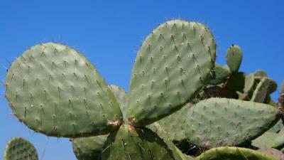 Siracusa Cactus 1.jpg