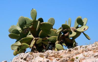 Siracusa Cactus 3.jpg