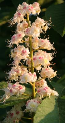 Chestnut Tree Flower
