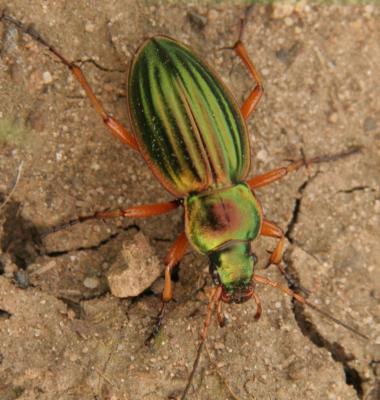 Iridescent Green Beetle