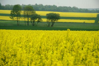 Rapeseed Field