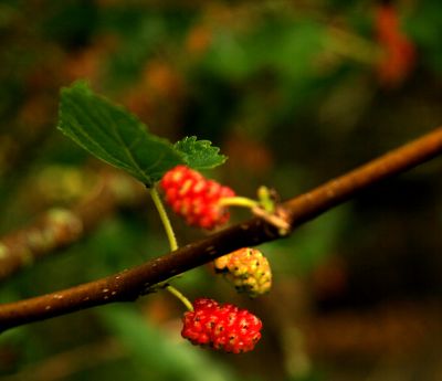 mulberries.jpg