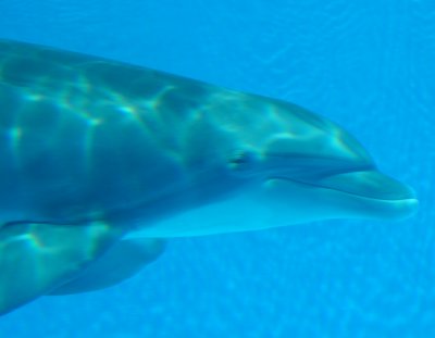 dolphin3.jpg