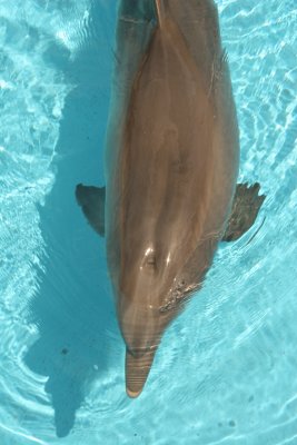 dolphin5.jpg