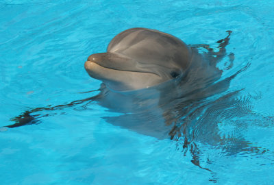 dolphinsurfaced1.jpg