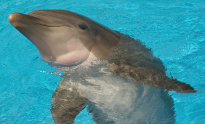 dolphinsurfaced2.jpg