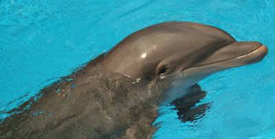dolphinsurfaced4.jpg