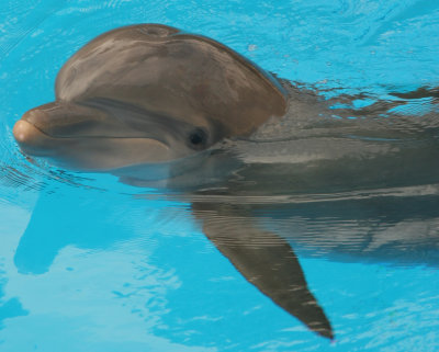 dolphinsurfaced5lge.jpg