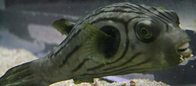 pufferfish1.jpg