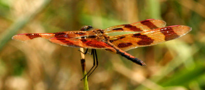 dragonflybrown5.jpg