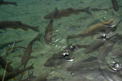 PlitviceFish1.jpg