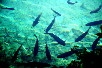 plitviceFish.jpg