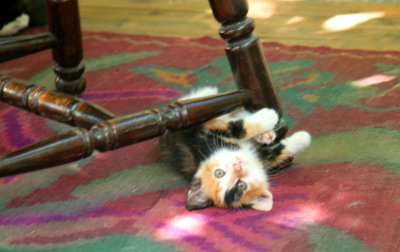 mostarKitten.jpg