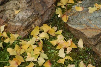 Ginko Leaves & Rocks