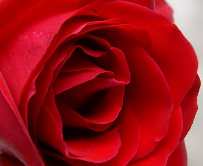 g4/04/534004/3/52148125.RedRoseComp5web.jpg