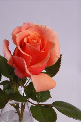 g4/04/534004/3/52212939.NancyReagan2Compositeweb.jpg