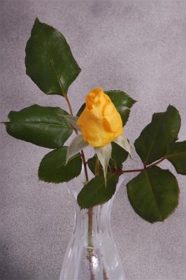 Yellow Rose (Composite)