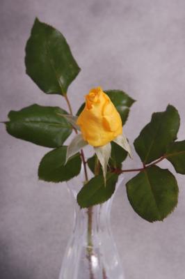 Yellow Rose 14