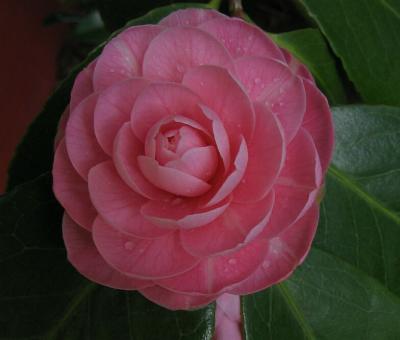 g4/04/536104/3/59273974.Spring06Camelia.jpg