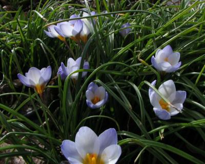 g4/04/536104/3/59273989.BlueCrocus.jpg
