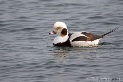 Long-tailed Duck