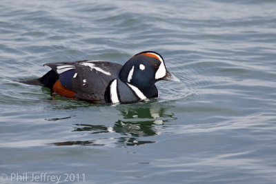 Harlequin Duck
