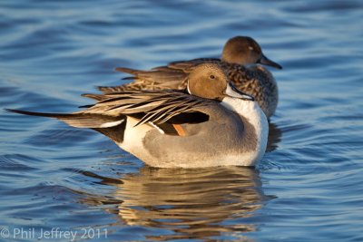 Northern Pintail