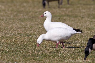 Ross's Goose