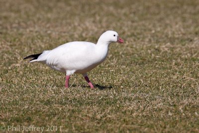 Ross's Goose