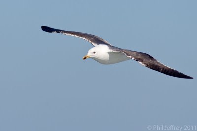 Lesser Black-backed Gull (third cycle)