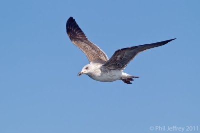 Lesser Black-backed Gull (second cycle)
