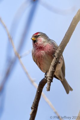 Common Redpoll