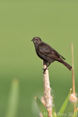 Tricolored Blackbird female