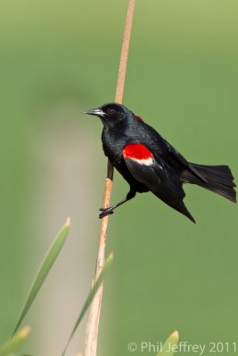 Tricolored Blackbird male