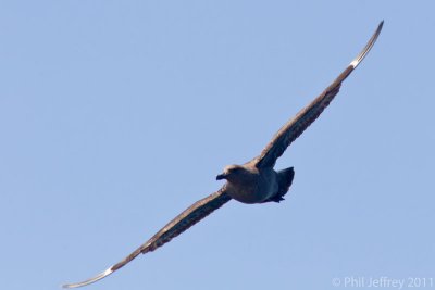 South Polar Skua