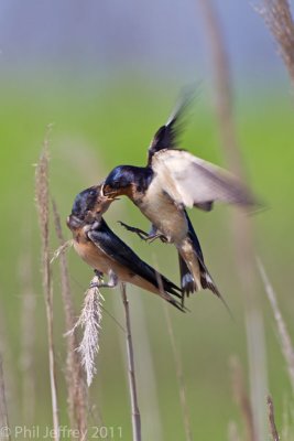 Barn Swallow