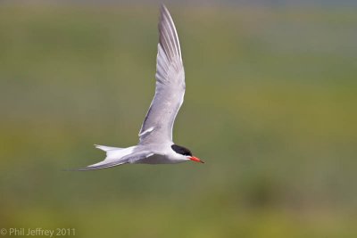 Common Tern in flight