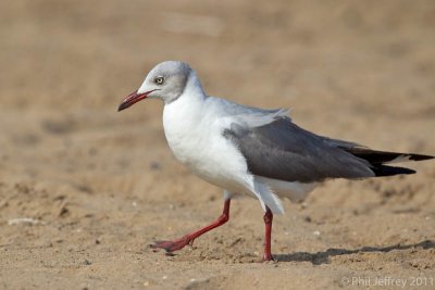 Gray-hooded Gull