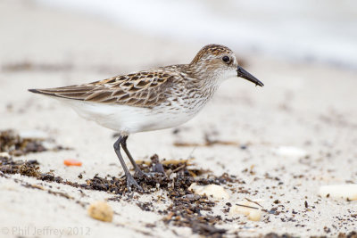 Semipalmated Sandpiper adult